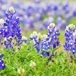 bluebonnets