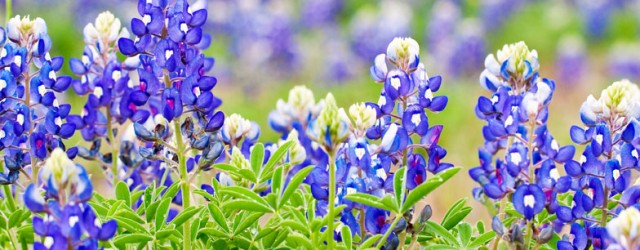 bluebonnets